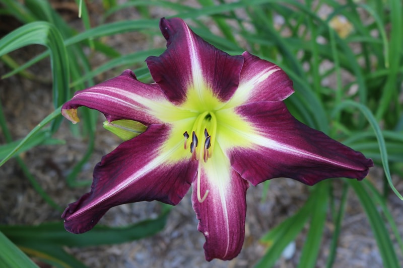 Peacock Maiden from Haley_Springs_Farm