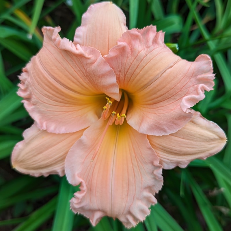 Smoky Mountain Bell from Haley_Springs_Farm