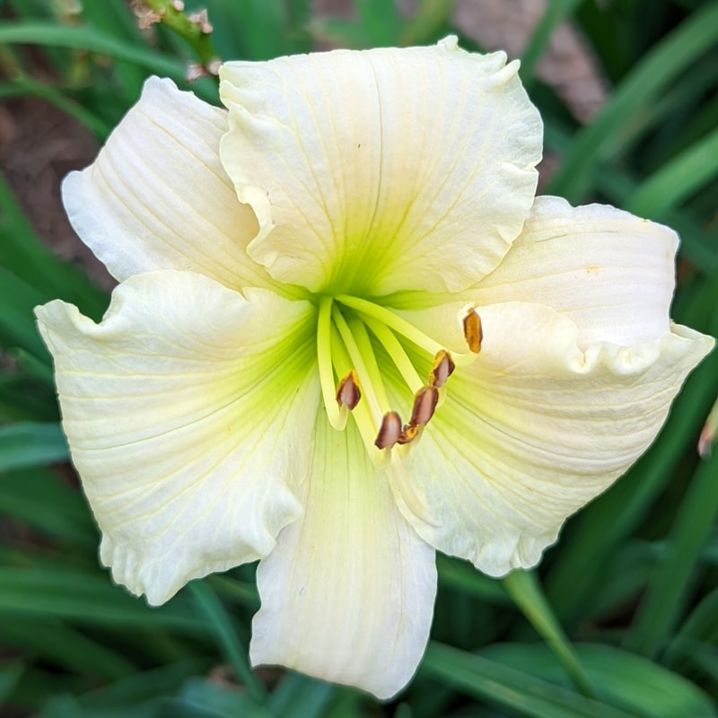 Chill from Haley_Springs_Farm