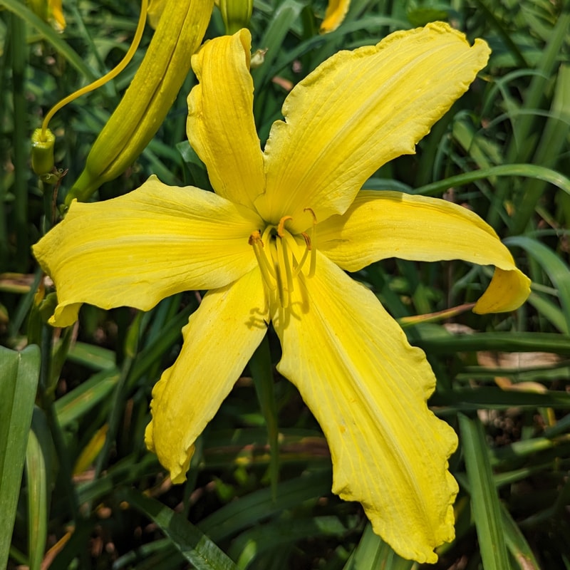 Yellow Titan from Haley_Springs_Farm