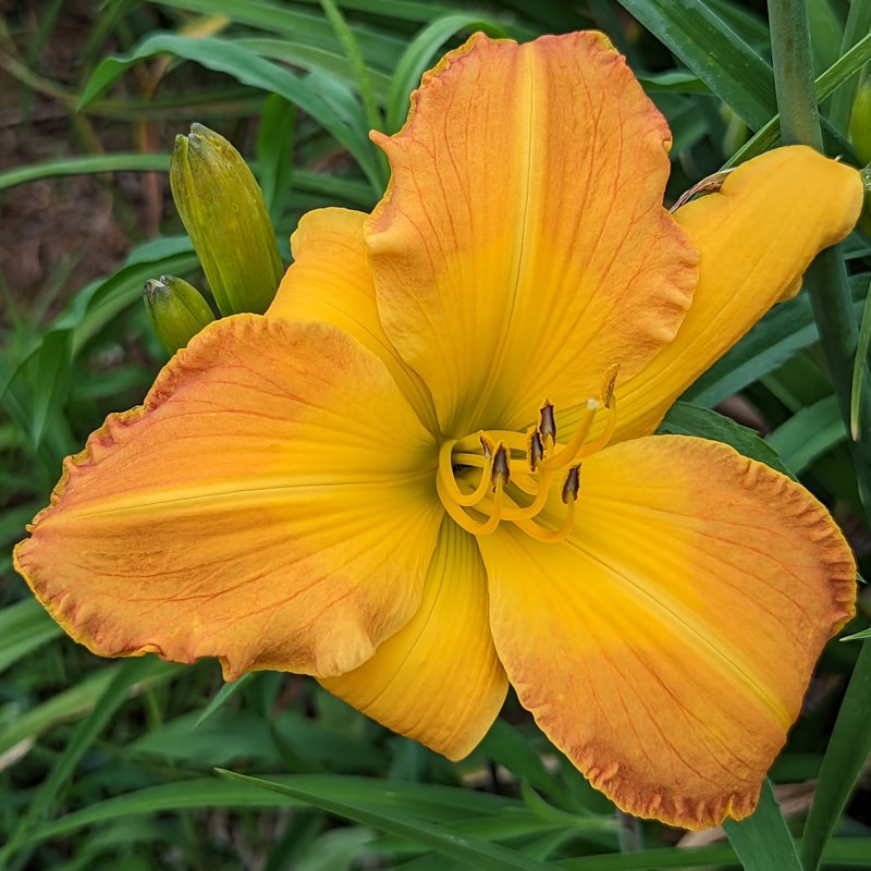 Betcha By Golly Wow from Haley_Springs_Farm