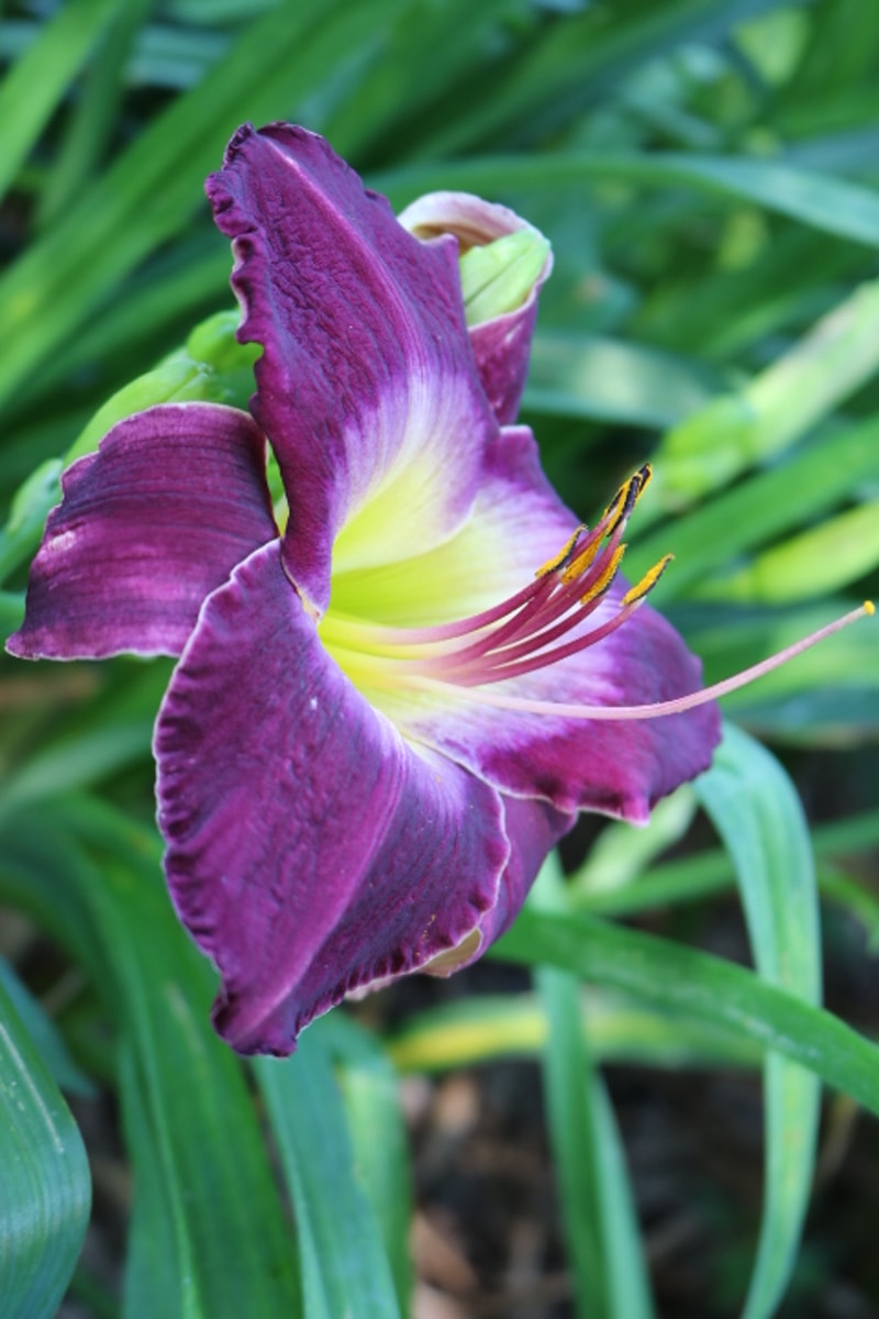 Sanoma Falls from Haley_Springs_Farm