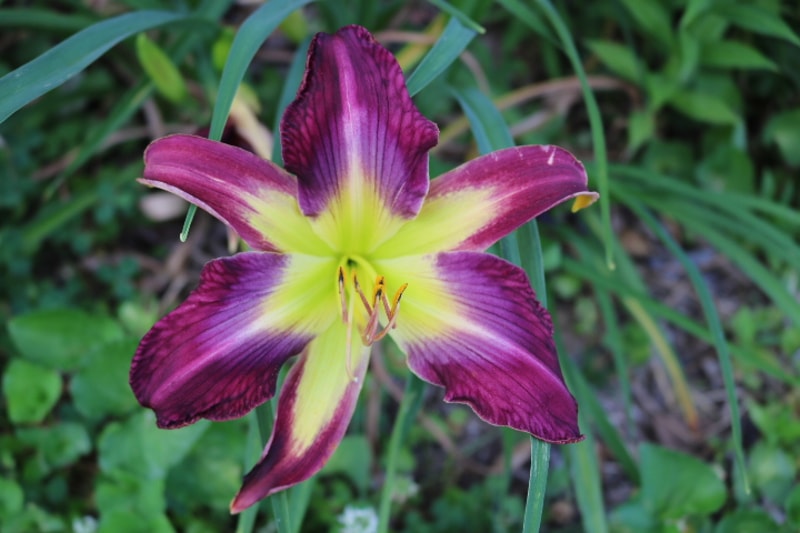 Ledgewood's Dragon Fly from Haley_Springs_Farm