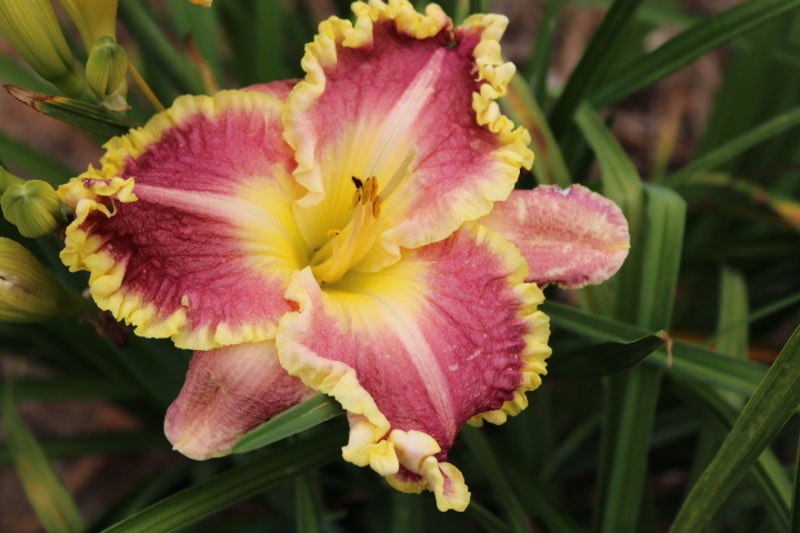 Emilio Suarez from Haley_Springs_Farm