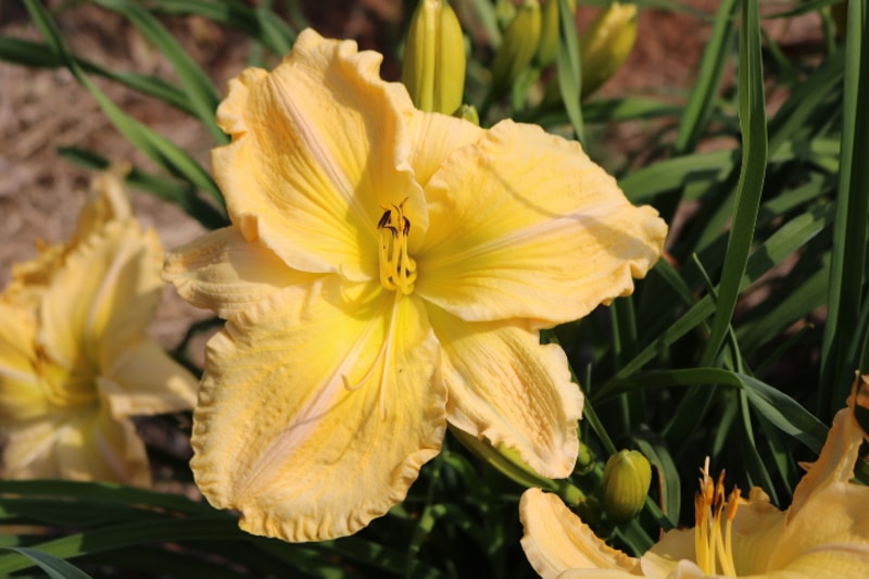 Bursting Loose from Haley_Springs_Farm