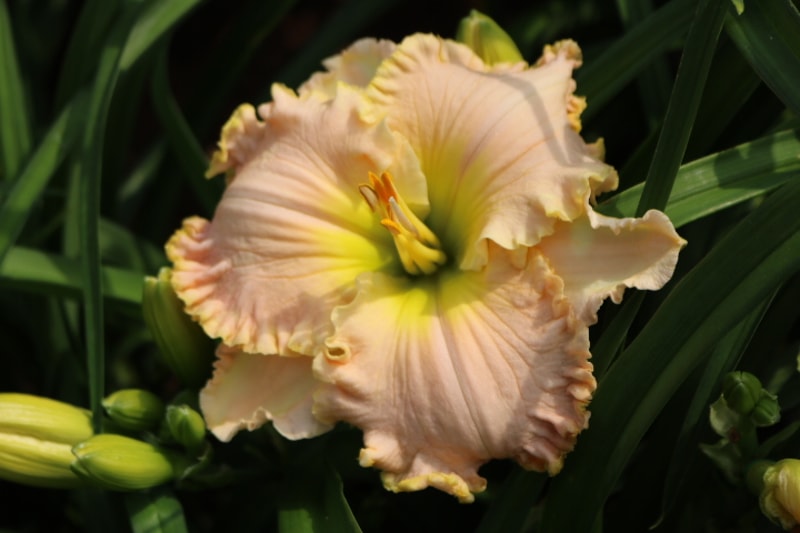 Jacqueline Kennedy Onassis from Haley_Springs_Farm