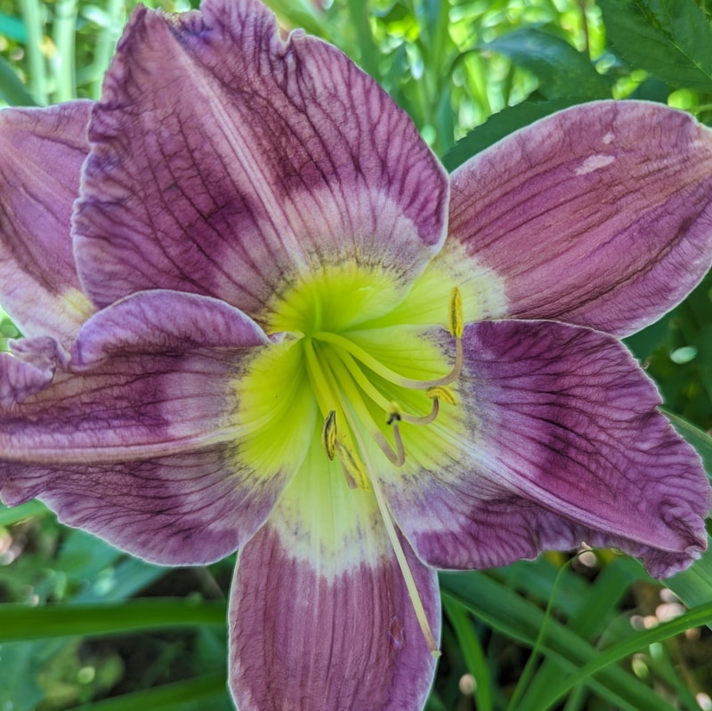 Etched Etching from Haley_Springs_Farm