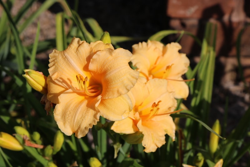 Leprechaun's Lace from Haley_Springs_Farm