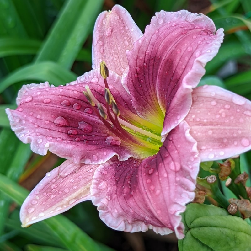 Luscious Kiss from Haley_Springs_Farm