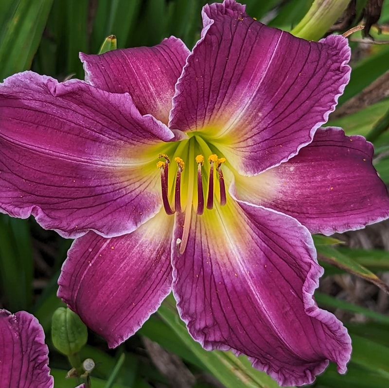 Indian Giver from Haley_Springs_Farm