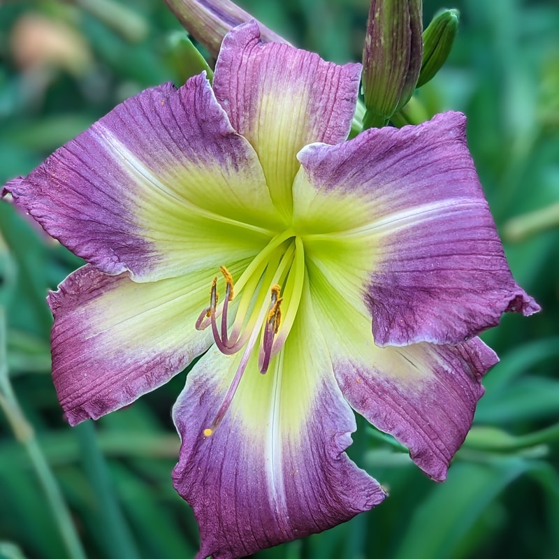 Hakuna Matata from Haley_Springs_Farm