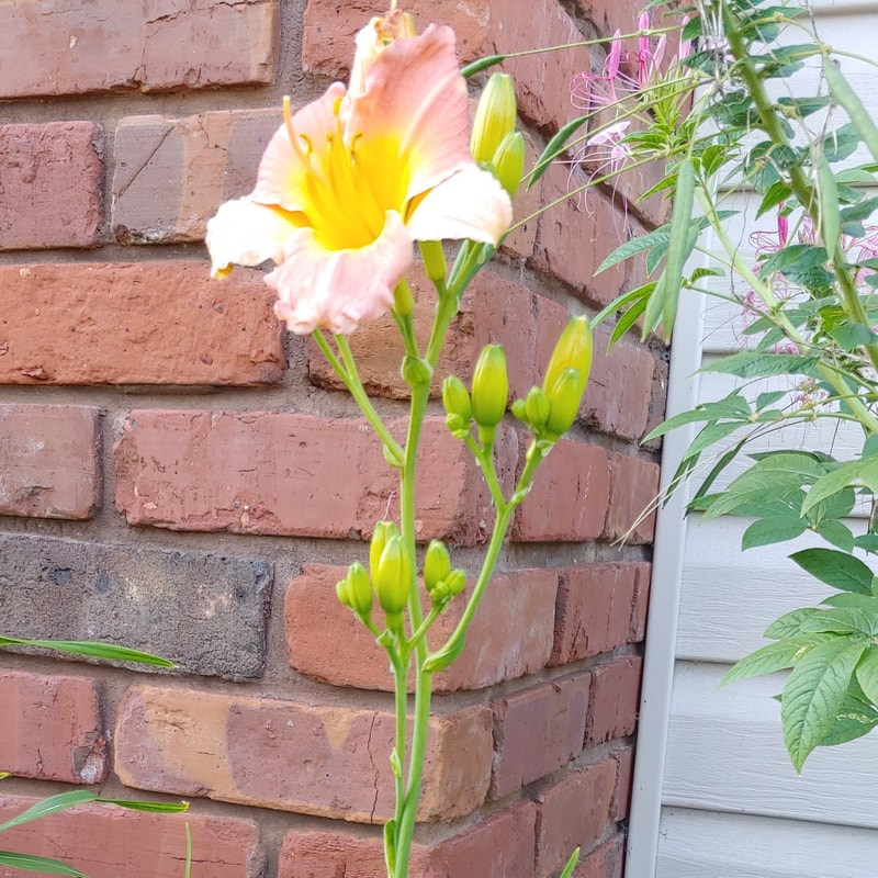 Prairie Blossoms from Haley_Springs_Farm