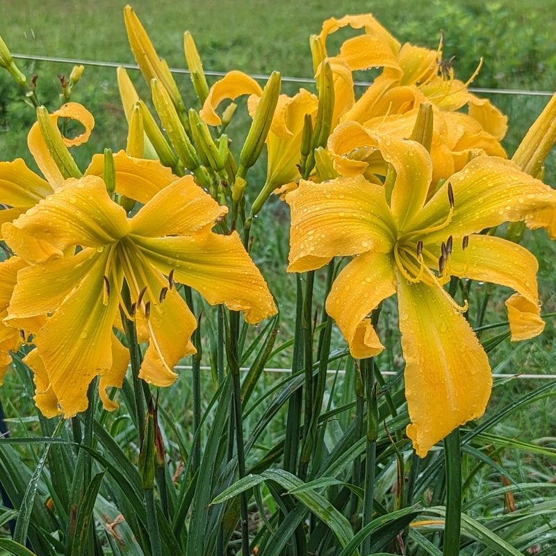 Natural Delight from Haley_Springs_Farm