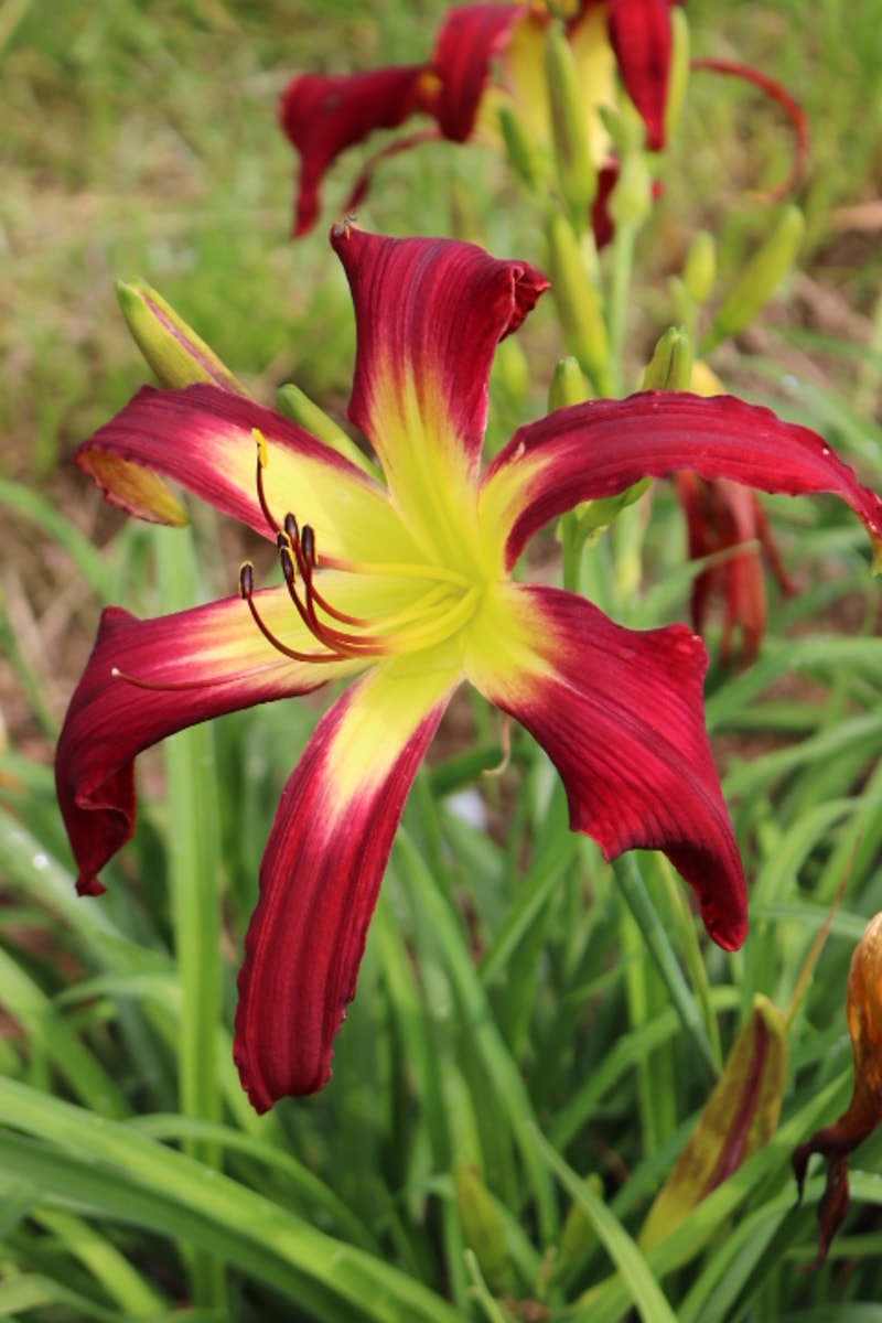 All I Want for Christmas from Haley_Springs_Farm