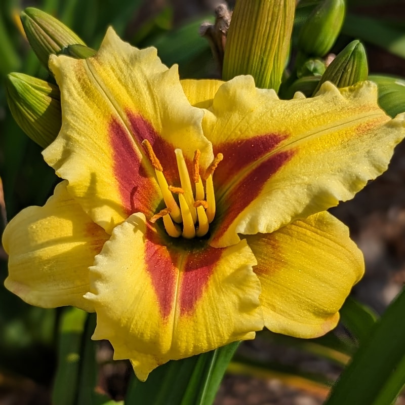 Mayor of Munchkinland from Haley_Springs_Farm