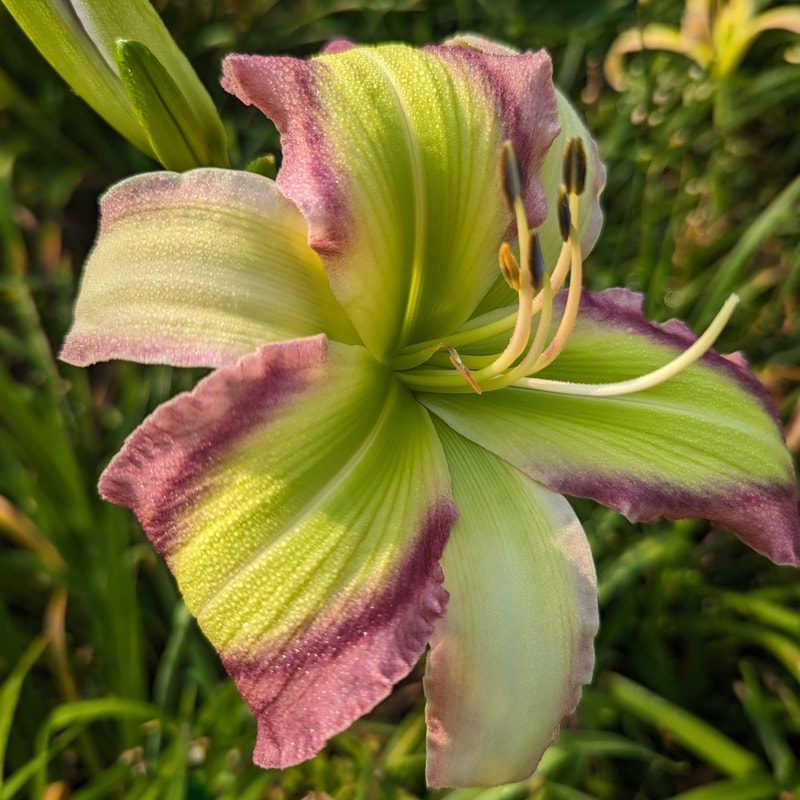 Star of Kryptonite from Haley_Springs_Farm