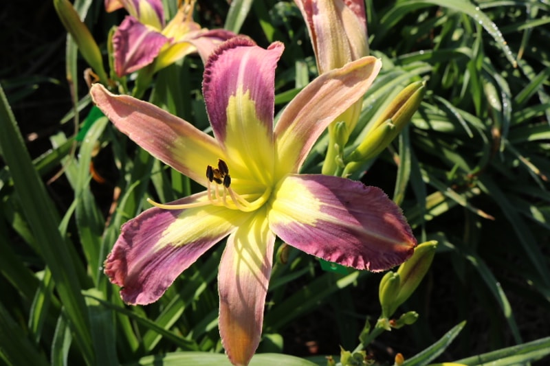 Lavender Echoes from Haley_Springs_Farm
