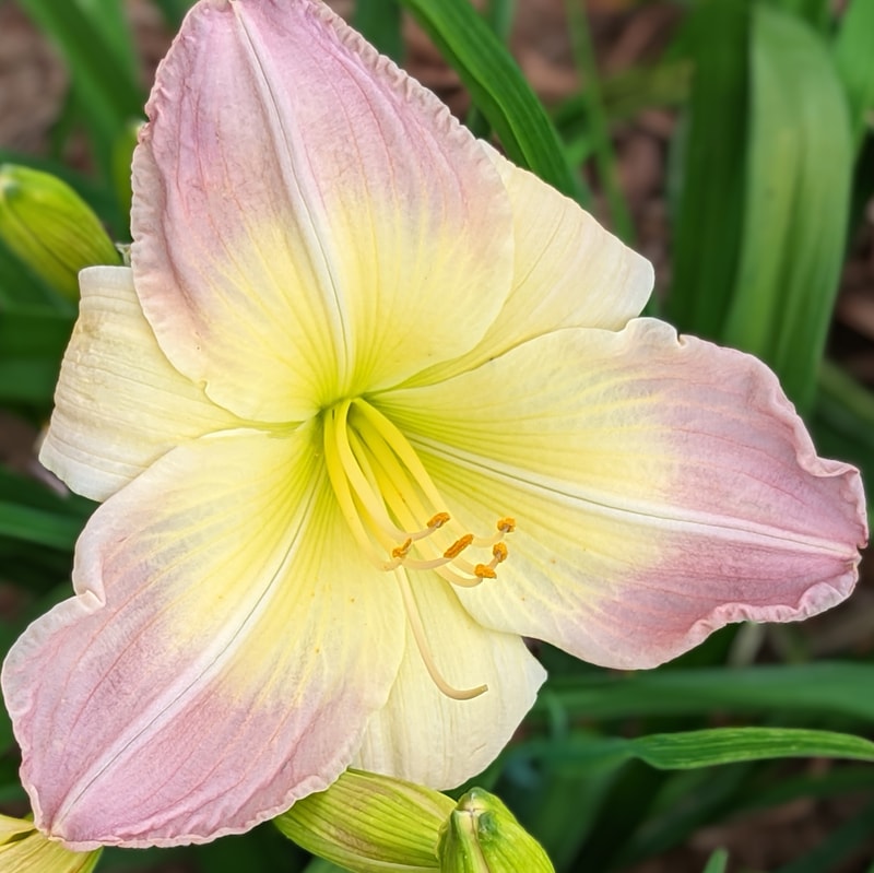 Morning Mood from Haley_Springs_Farm