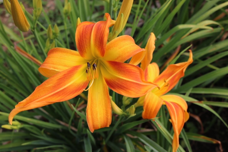 Cheetah Wheelies from Haley_Springs_Farm