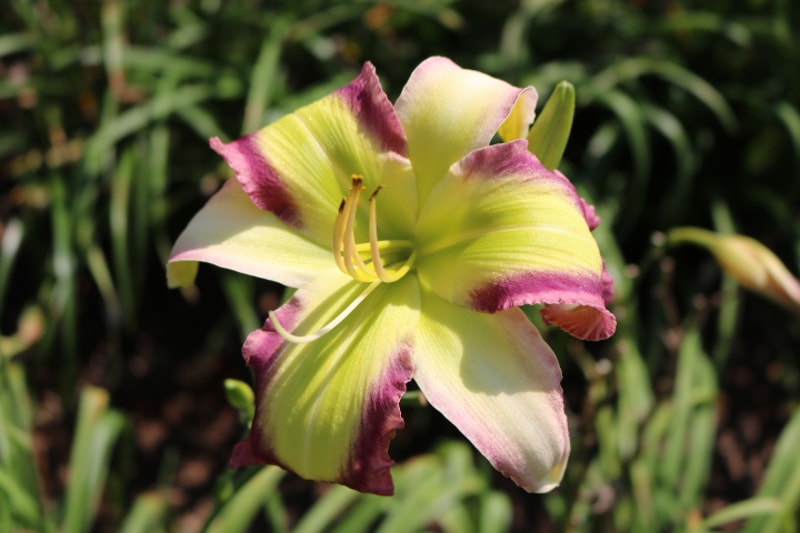 Star of Kryptonite from Haley_Springs_Farm