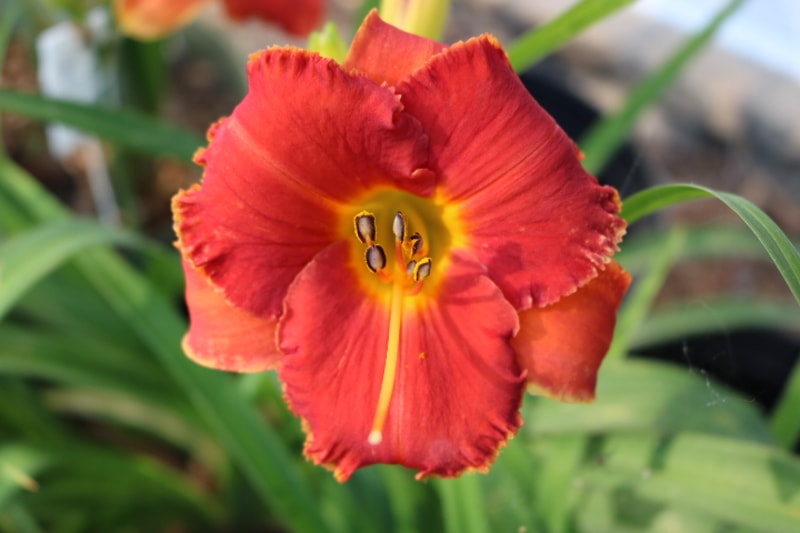 Spacecoast Tiny Inferno from Haley_Springs_Farm