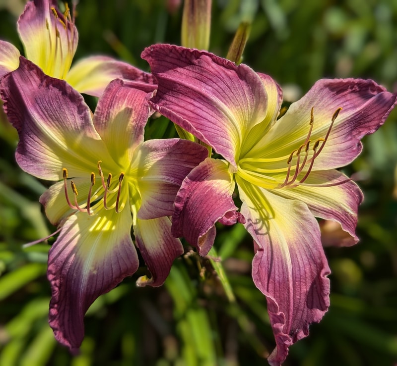 Katelyn Lillie Bachman from Haley_Springs_Farm