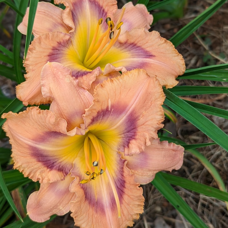 Mapping New Mexico from Haley_Springs_Farm