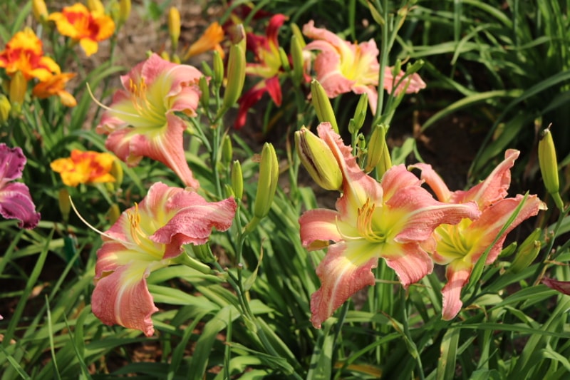 Pink Super Spider from Haley_Springs_Farm