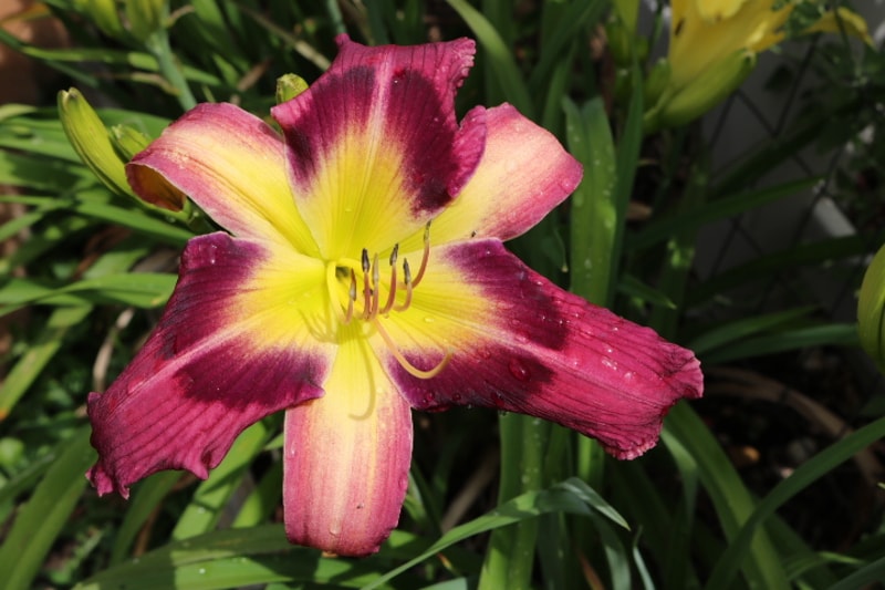 Magic Dancer from Haley_Springs_Farm