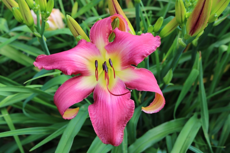 Neon Flamingo from Haley_Springs_Farm