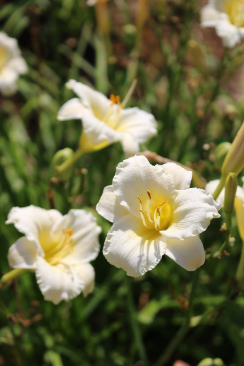 Accentuate the Green from Haley_Springs_Farm