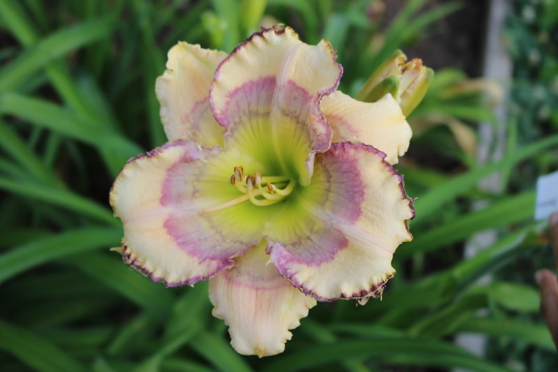 Unlock Your Dreams from Haley_Springs_Farm