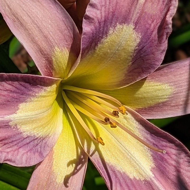 Aerial Appliqué from Haley_Springs_Farm