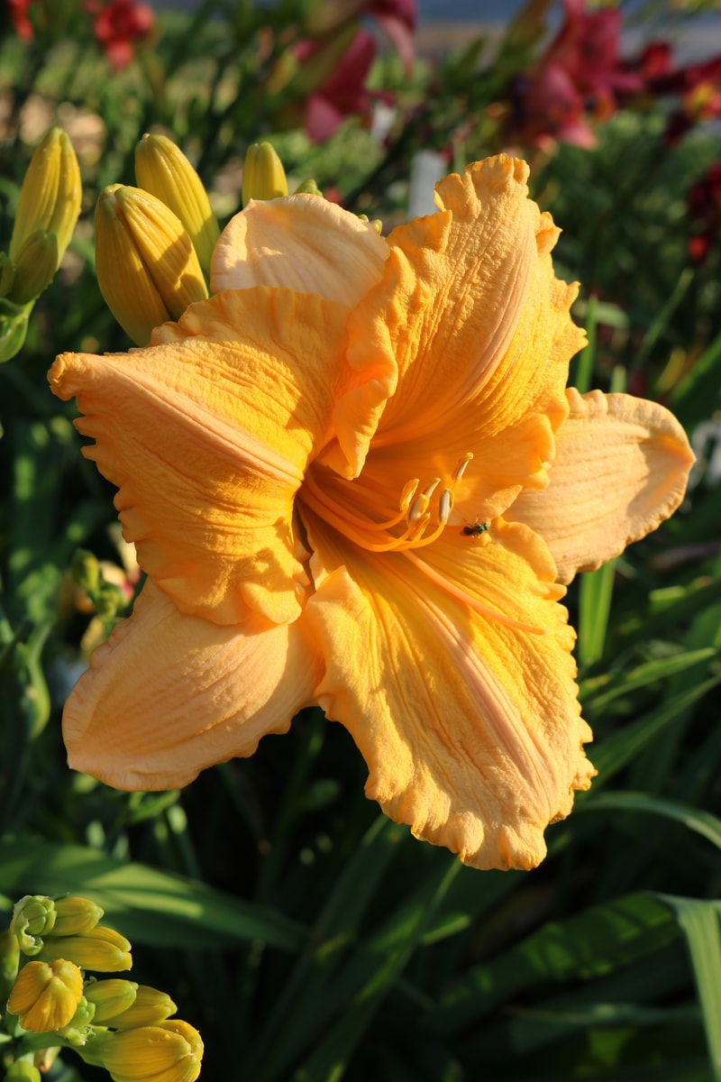 Orange Velvet from Haley_Springs_Farm