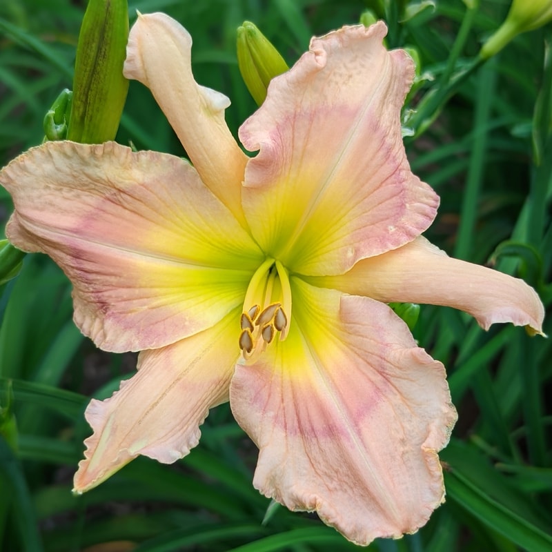 The Sensational Six from Haley_Springs_Farm