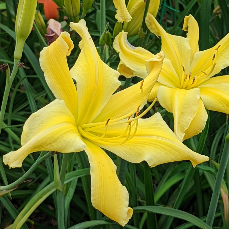 A Verdant Desire from Haley_Springs_Farm