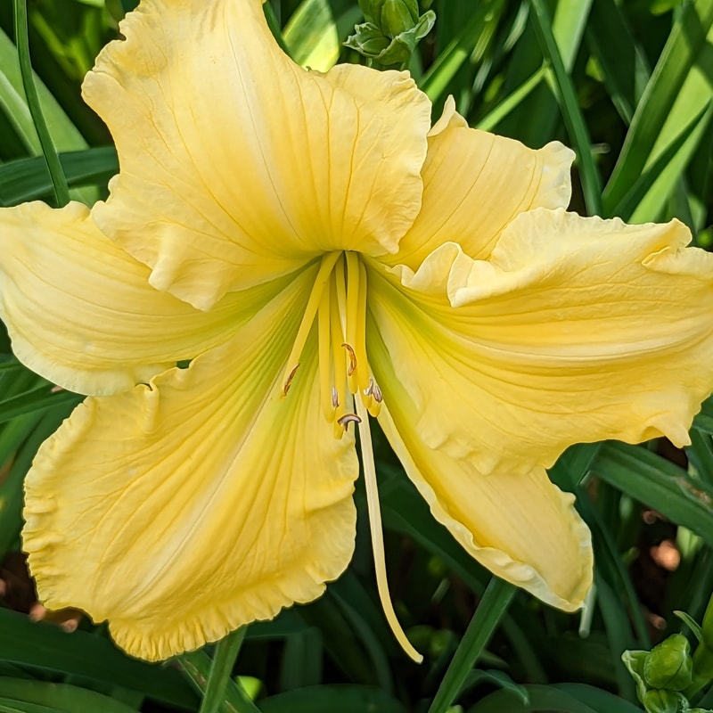 Yazoo Elsie Hintson from Haley_Springs_Farm