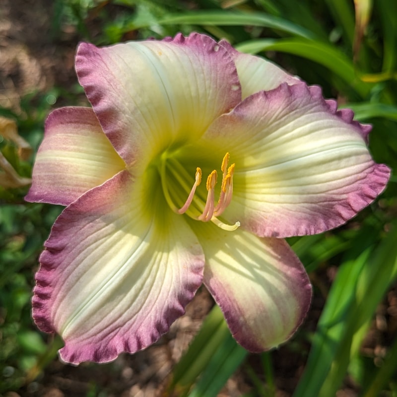 Mountain Orchid from Haley_Springs_Farm