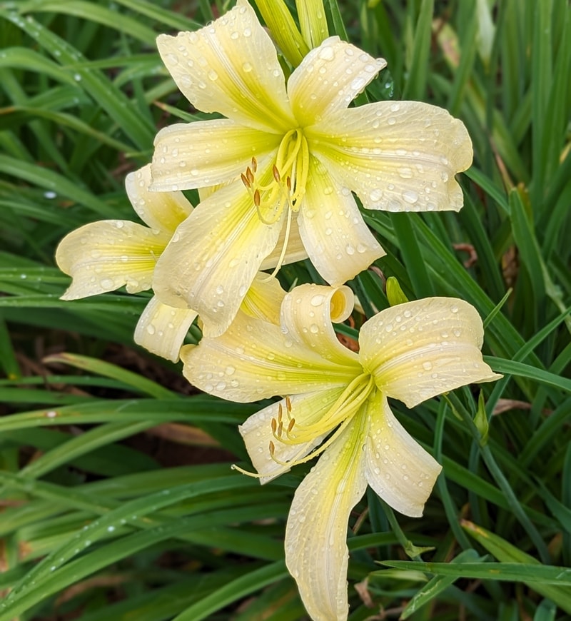 Nikki's Haiku from Haley_Springs_Farm