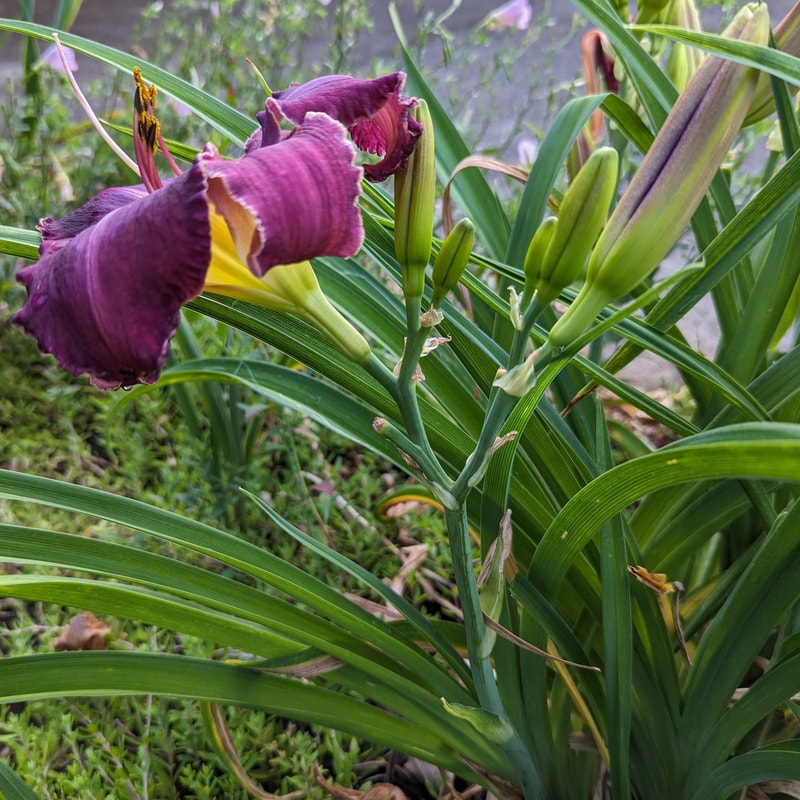 Michael Bennett from Haley_Springs_Farm