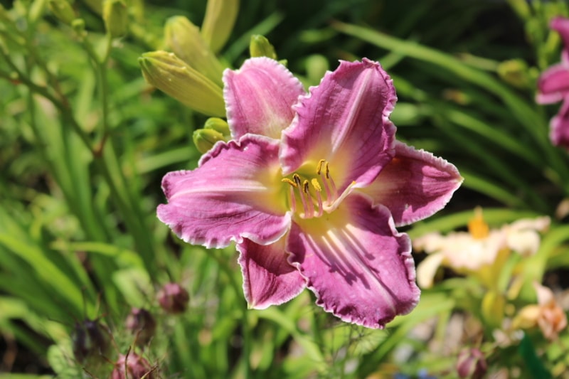 Jedi Blue Note from Haley_Springs_Farm