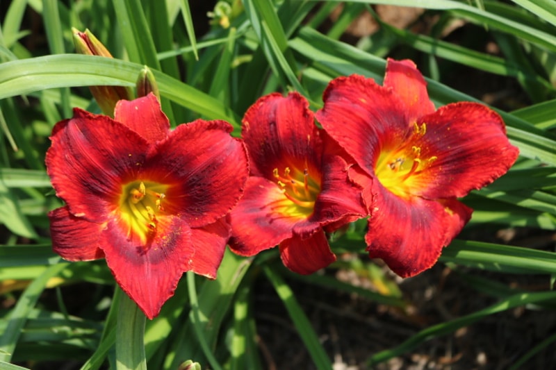 Pagan Passion from Haley_Springs_Farm