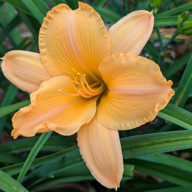 Tang Talisman from Haley_Springs_Farm