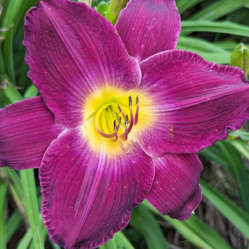 Strutter's Ball from Haley_Springs_Farm