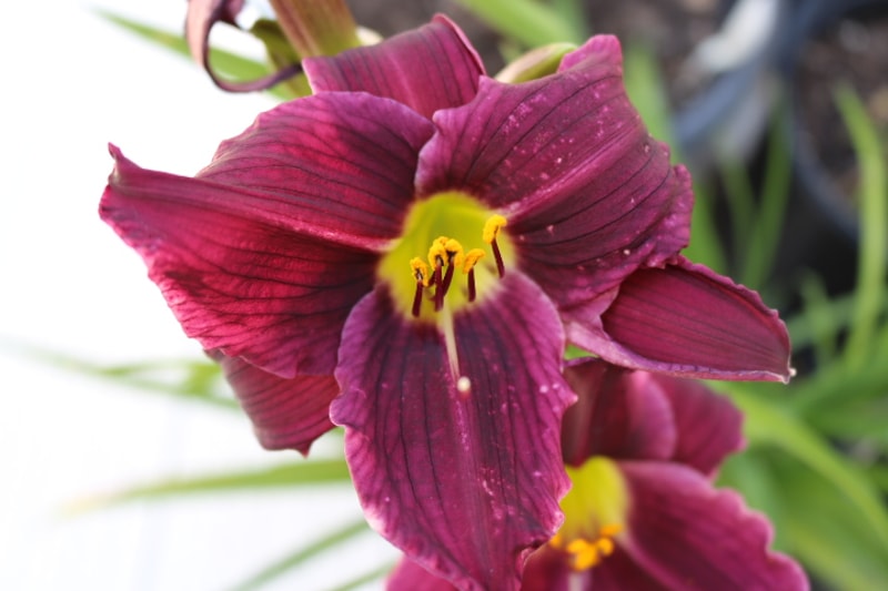 Grape Velvet from Haley_Springs_Farm