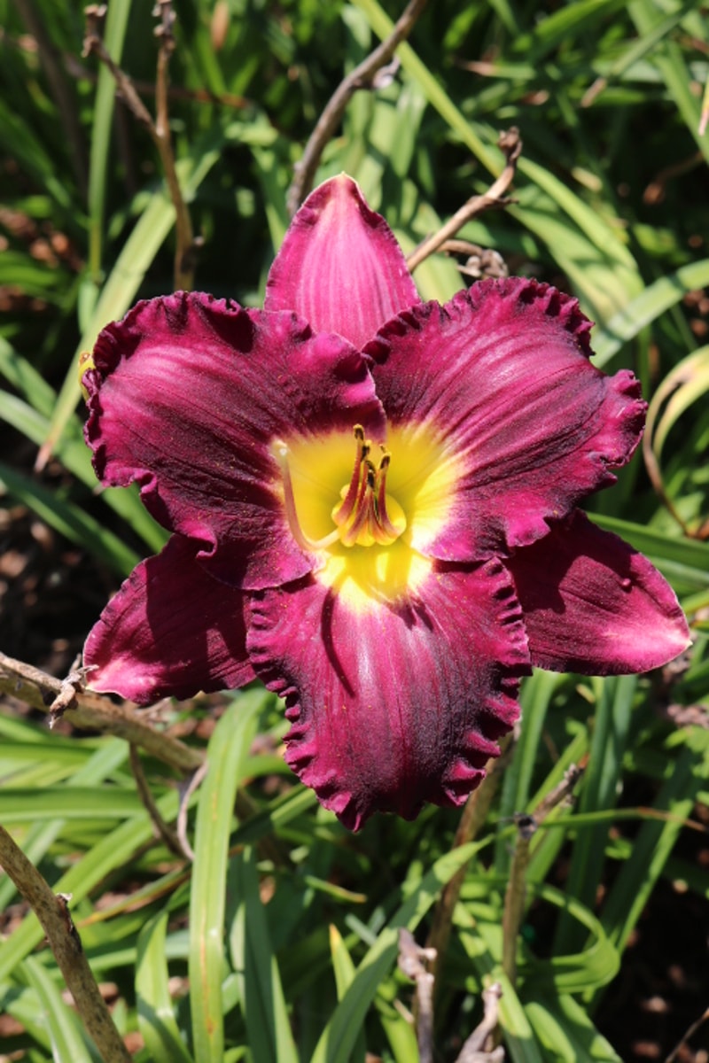 Mephistopheles from Haley_Springs_Farm