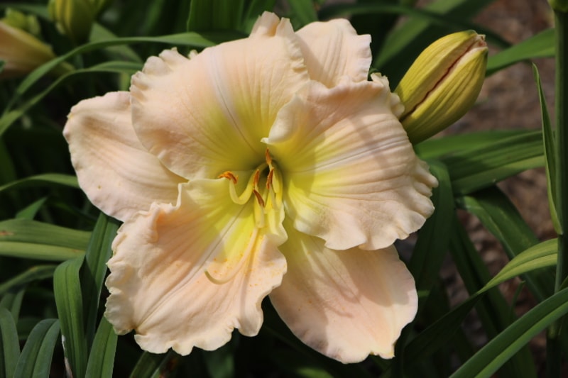 Nettie Amanda from Haley_Springs_Farm