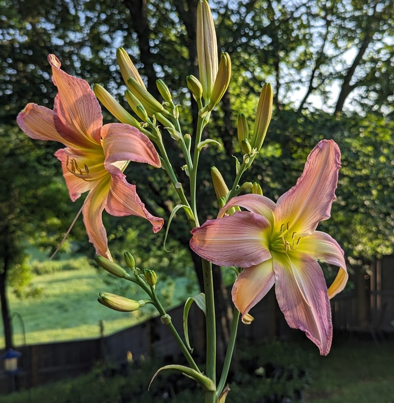 Enjoy from Haley_Springs_Farm