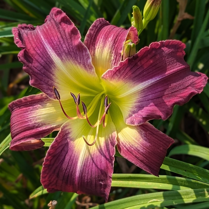 Katelyn Lillie Bachman from Haley_Springs_Farm