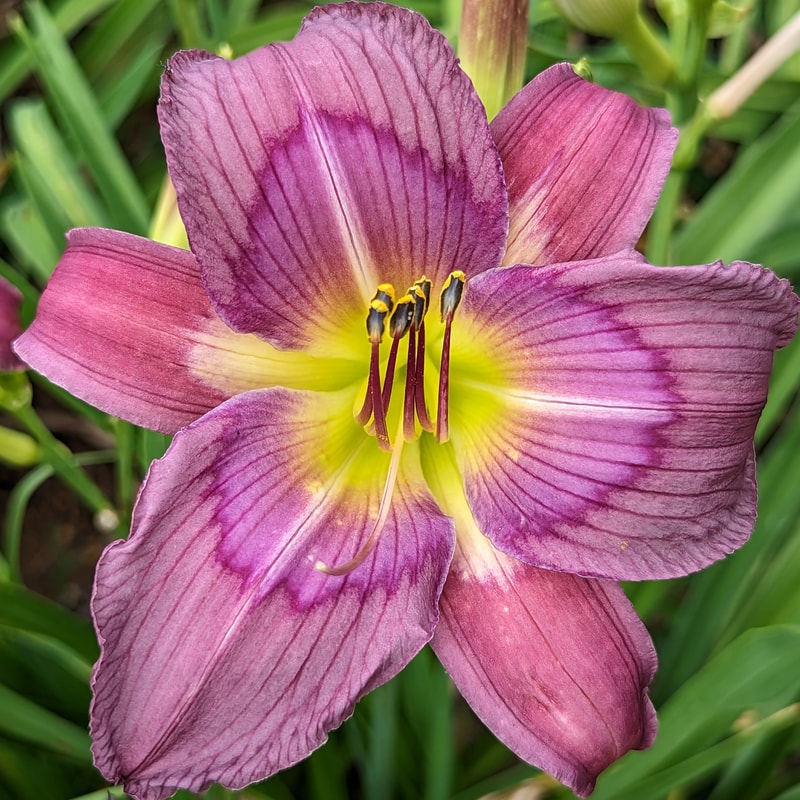 Ripple Effect from Haley_Springs_Farm